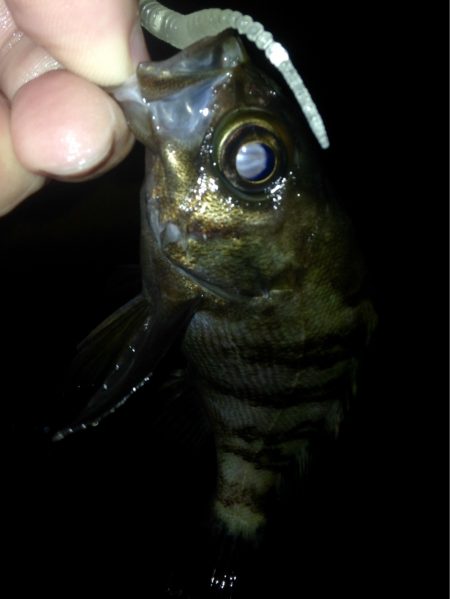 プリ台風前アジング