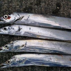 阿南市の大潟岸壁でタチウオ