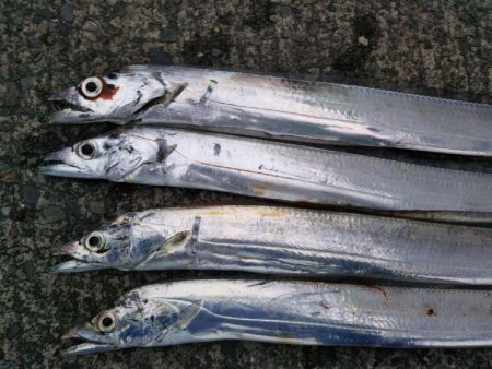 阿南市の大潟岸壁でタチウオ