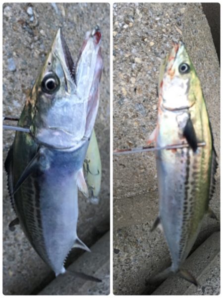 これぞ台風後の…?