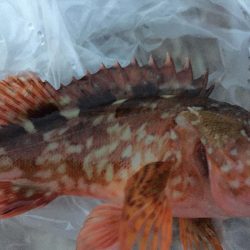 ショアジギハマチ