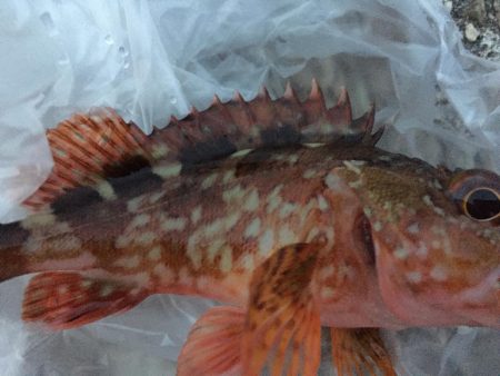 ショアジギハマチ