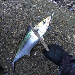 朝まづめショアジギング