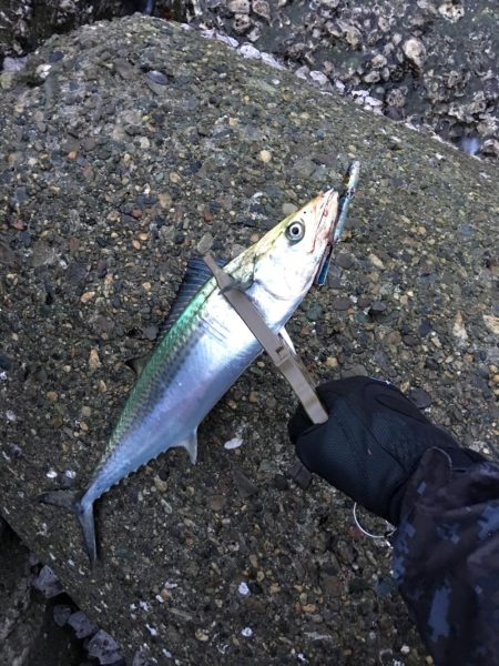 朝まづめショアジギング