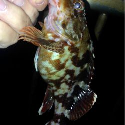 アジの群れ知りませんか？