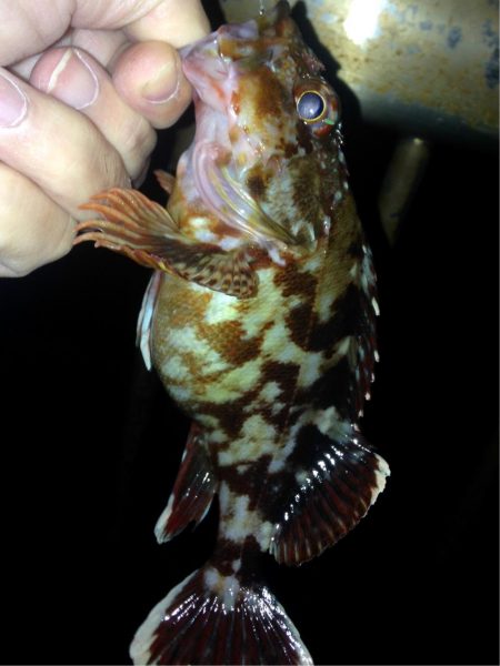 アジの群れ知りませんか？