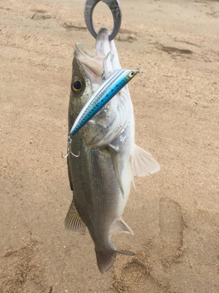 台風後 ウェーディング