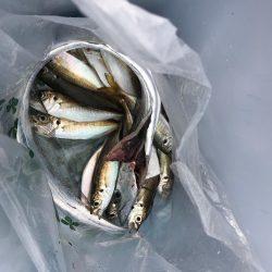 鳴尾浜海釣り広場