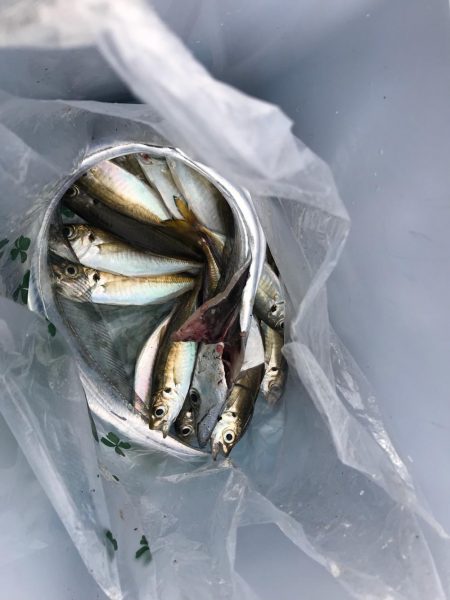 鳴尾浜海釣り広場