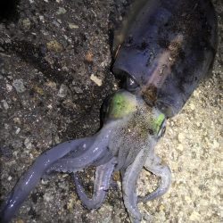 育ってます(o^^o)