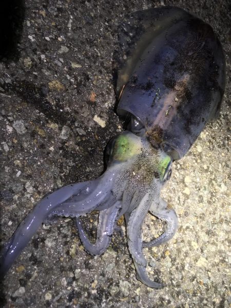 育ってます(o^^o)