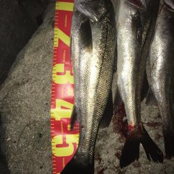 サイズがなかなか(・・;)