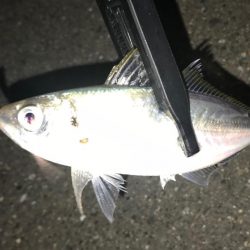 爆釣報告を受けての翌日釣行。