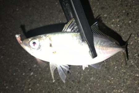 爆釣報告を受けての翌日釣行。