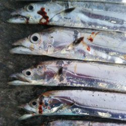 阿南市の椿泊でタチウオとアカカマス