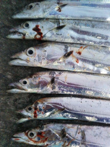 阿南市の椿泊でタチウオとアカカマス