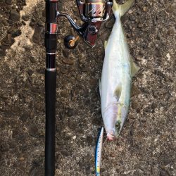 日和佐赤灯台 ハマチ 47cm