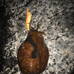 秋の釣り始めエギング