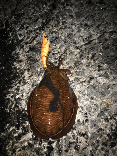 秋の釣り始めエギング