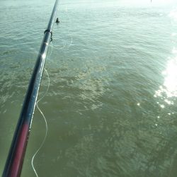 初めての大物黒鯛（チヌ）