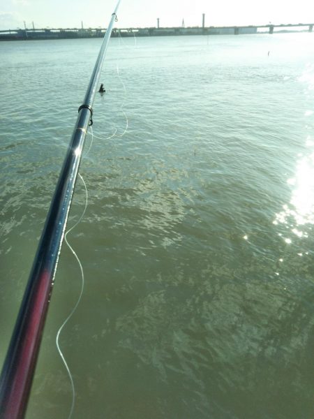 初めての大物黒鯛（チヌ）