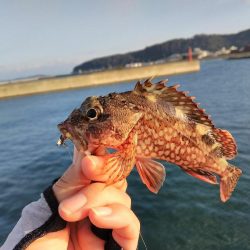濁りの淡路島、アオリイカ反応なし