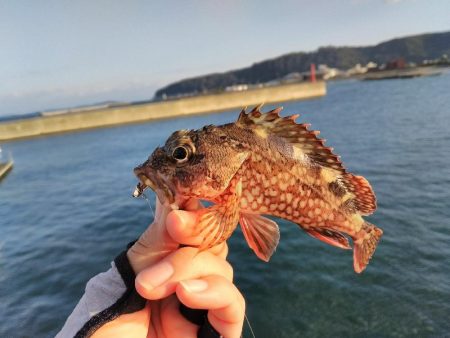 濁りの淡路島、アオリイカ反応なし