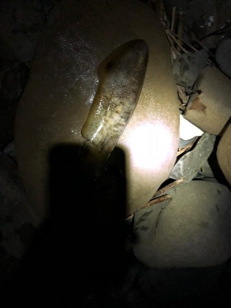 シャローエギング