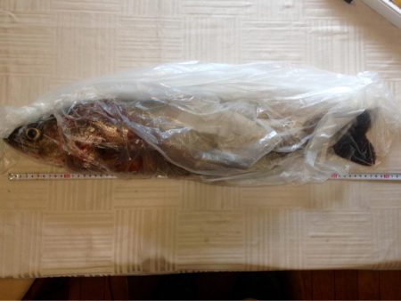 シーバスに感謝