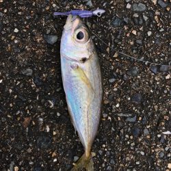 メバダート1インチ。