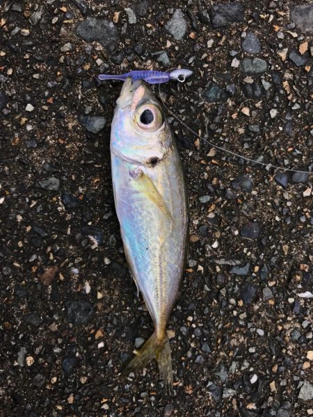 メバダート1インチ。