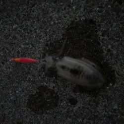 夕まずめ狙いで！