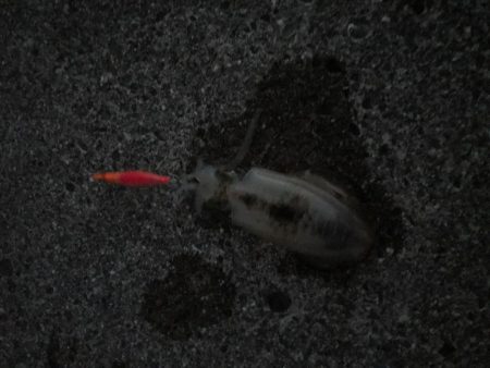 夕まずめ狙いで！