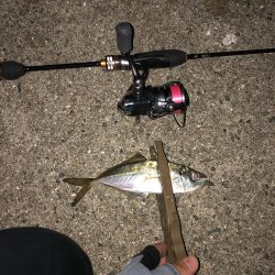 アジはやっぱり福良