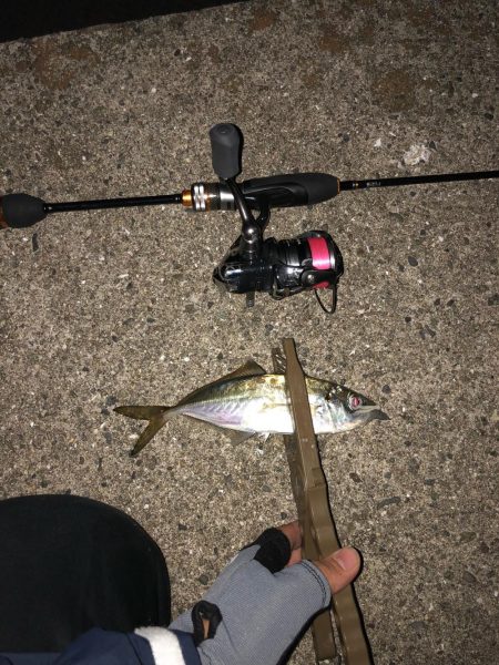 アジはやっぱり福良