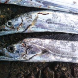 阿南市の辰巳でタチウオ好調