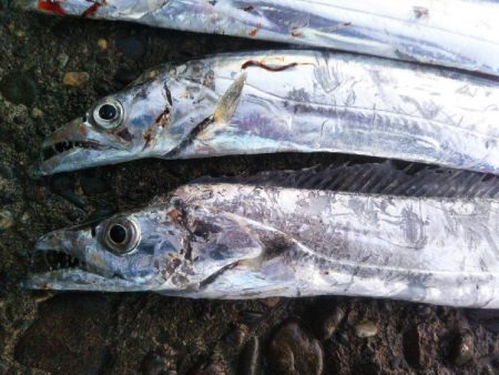 阿南市の辰巳でタチウオ好調