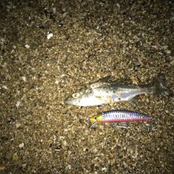 シーバスビギナー