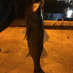 なんとか取れました