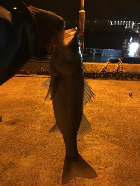 なんとか取れました