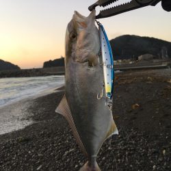 大里松原海岸 シオ 36cm