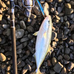 大里松原海岸 ハマチ 47cm