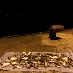 数えるだけでも一苦労