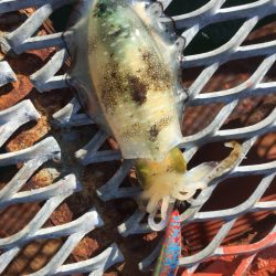 ノマセ初挑戦からの…エギング