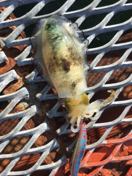 ノマセ初挑戦からの…エギング