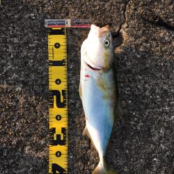 15ヒット11キャッチ したしぶりにハマチ釣れました