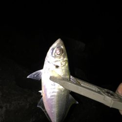 尺アジのはずが