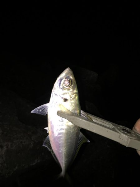 尺アジのはずが