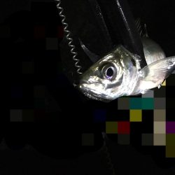 湾奥中アジ狩り