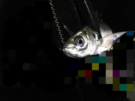 湾奥中アジ狩り